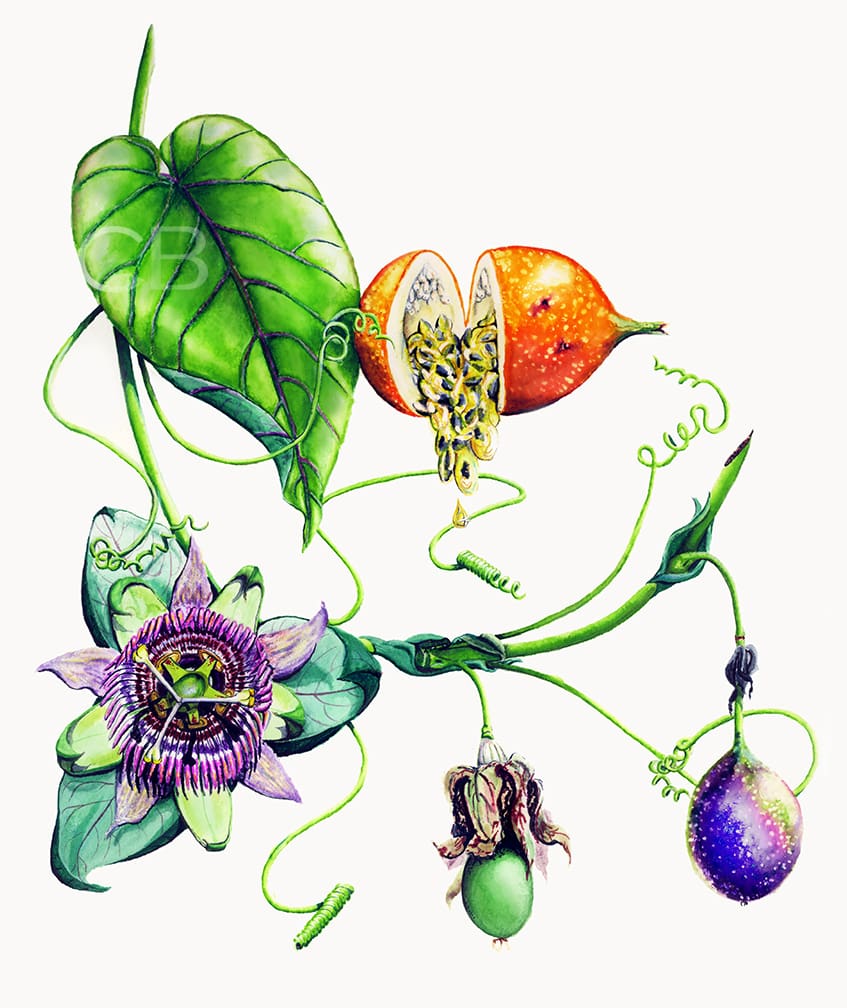 Lilikoi Vine