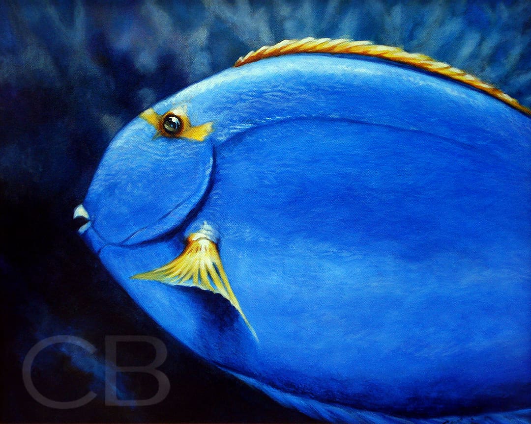Blue Tang