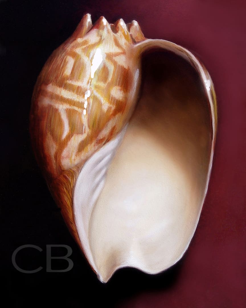 Melon Shell