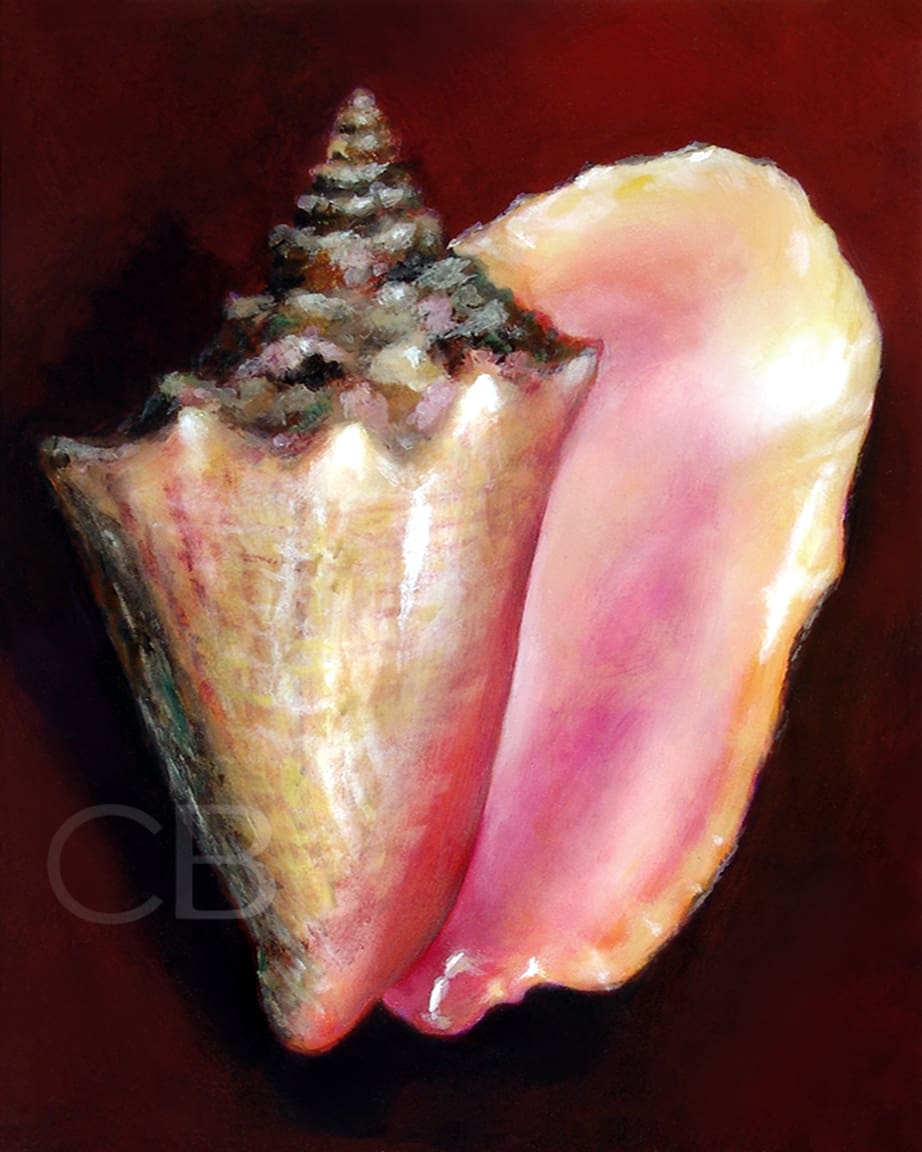 Caribbean Conch