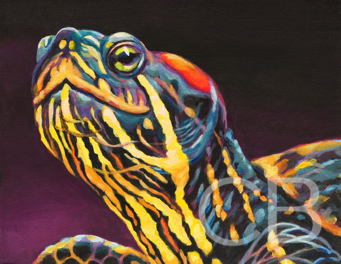 Painted Turtle