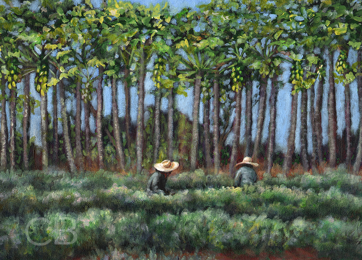 Kumu Farm