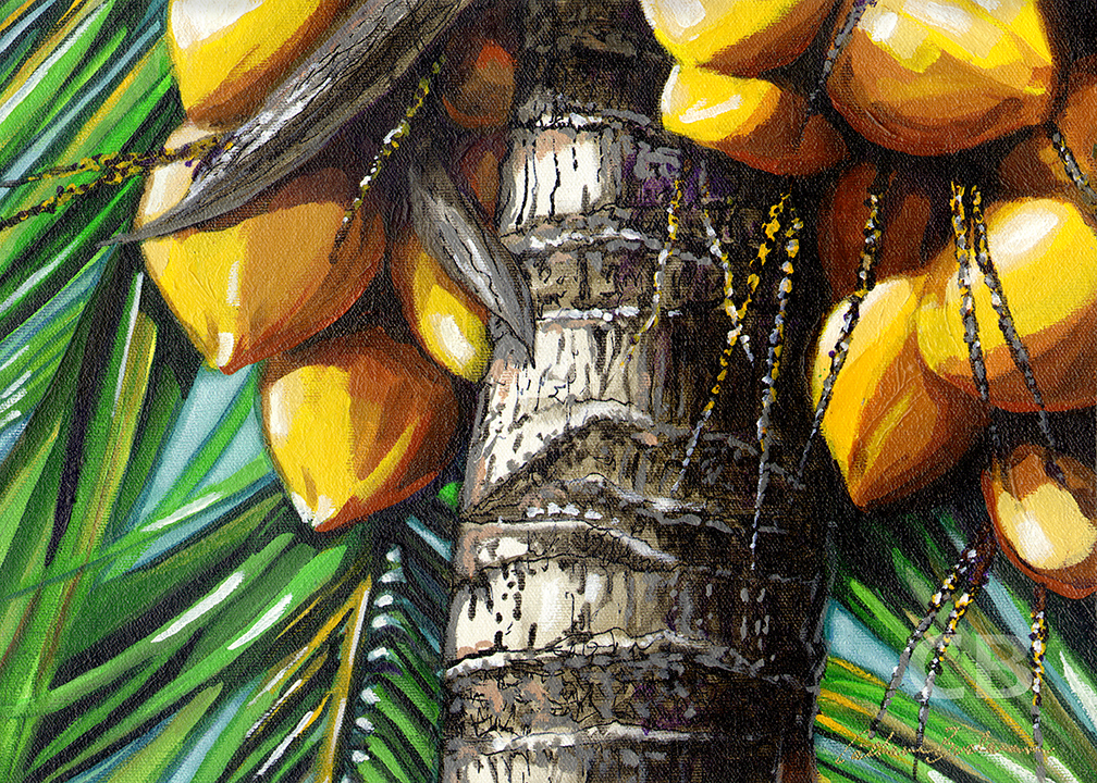 Ripe Yellow Coconuts